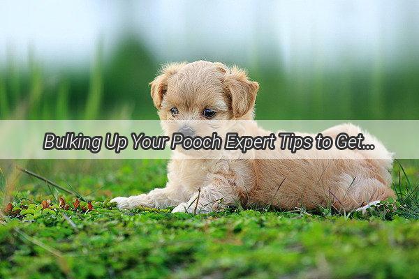 Bulking Up Your Pooch Expert Tips to Get Your Dog in Shape and Plump